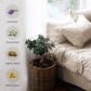 Eucalyptus Linen Mist | Relaxing Pillow & Room Spray