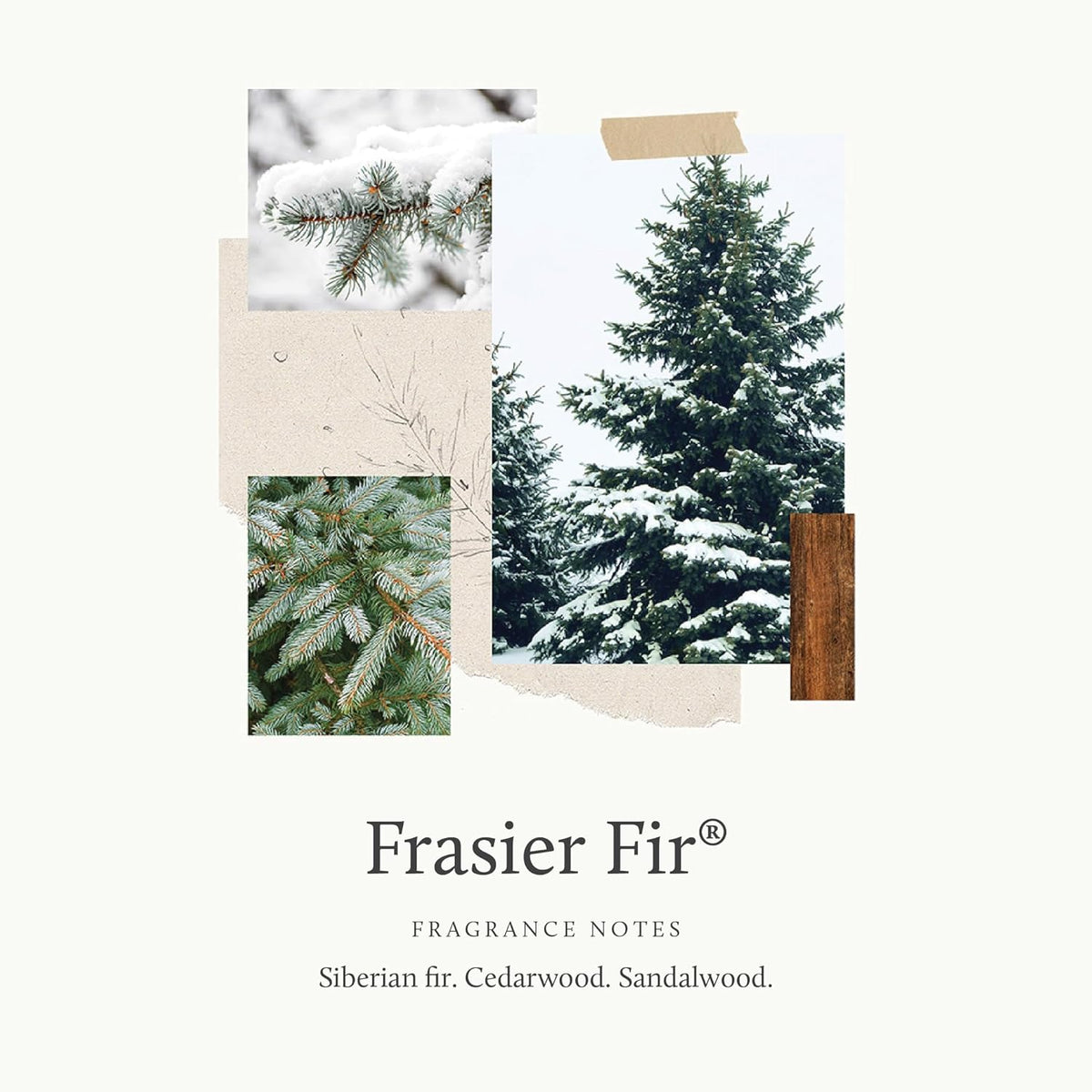 Thymes Frasier Fir Pine Needle Candle – Holiday Candles for Home Scented with Notes of Crisp Siberian Fir, Cedarwood & Sandalwood – Christmas Decor (6.5 Oz)